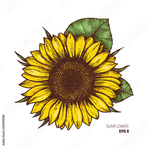 Sunflower vintage engraved illustration. Sunflower isolated . Vector illustration