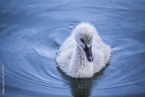 Fototapeta Naklejka Na Ścianę i Meble -  Baby swan swimming on velvety water