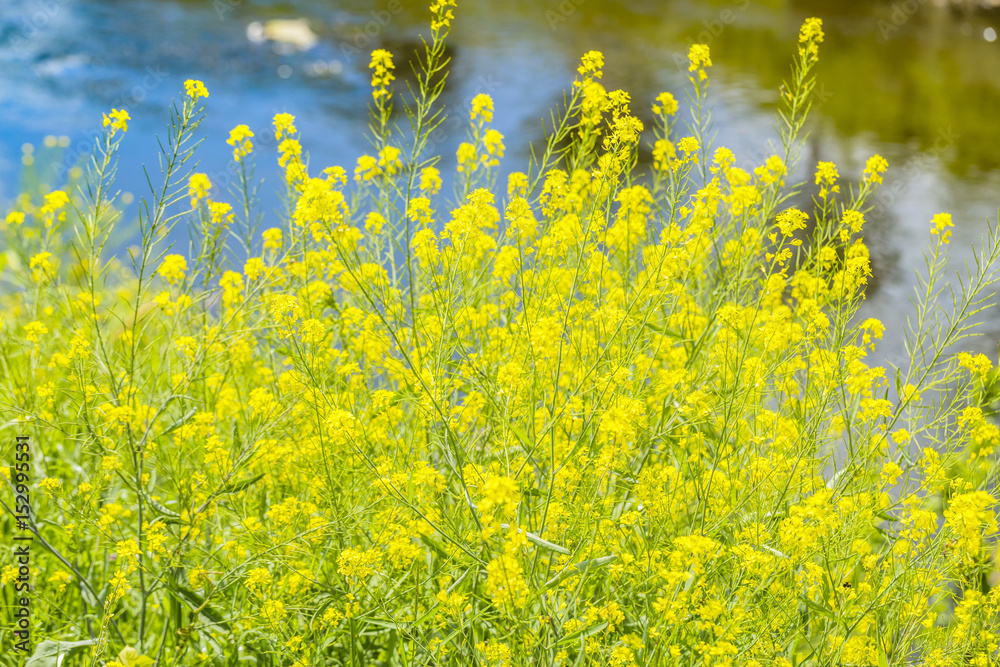 Fototapeta premium 菜の花