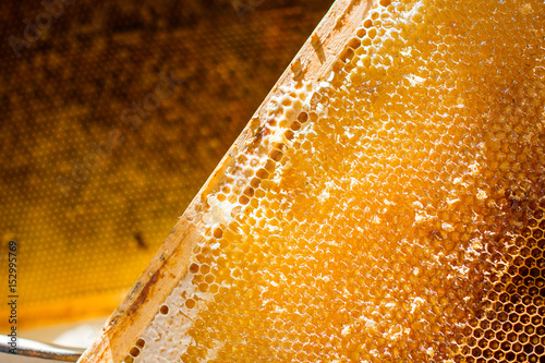 Uncapped honeycomb with the  honey on a  background of other honeycombs,  beekeeping, sericulture and apriculture concept photo