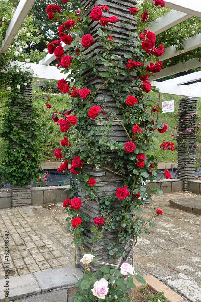 Obraz premium 五月のバラ