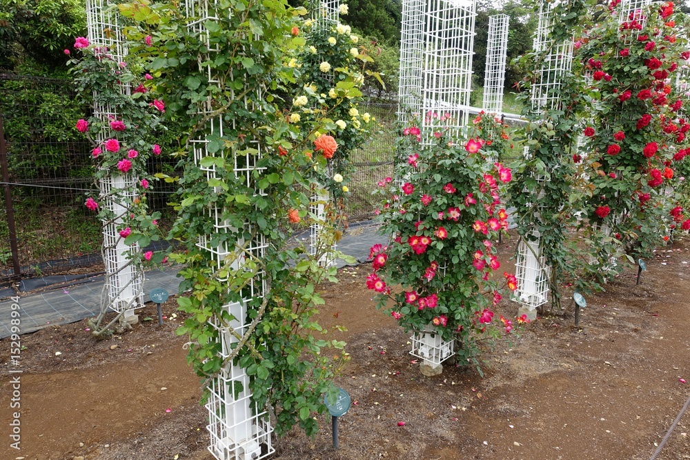 Fototapeta premium 五月のバラ