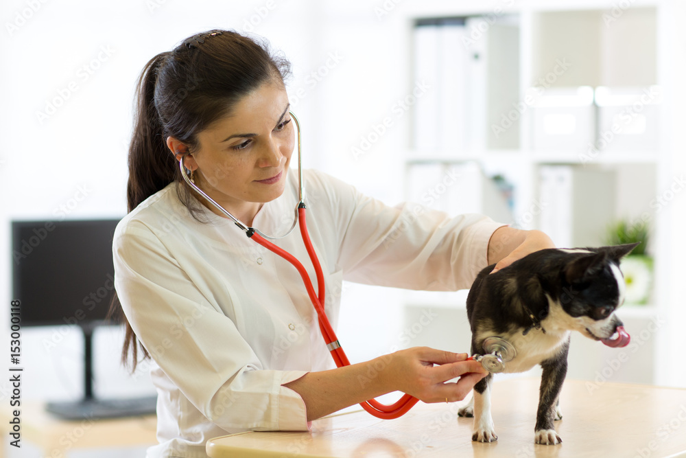 Φωτογραφία Veterinarian checks the health of a dog, that is on the table
