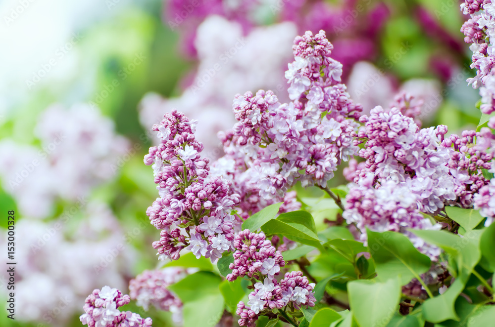 Branch of lilac flowers with green leaves, floral natural vintage hipster background