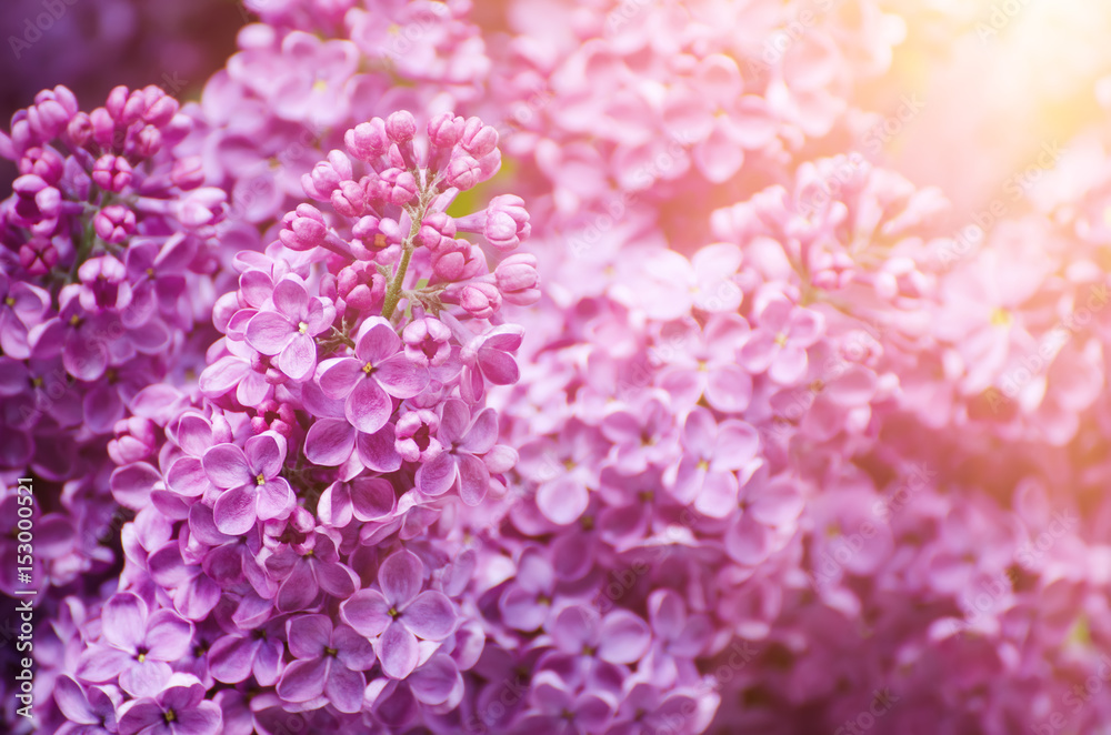 Macro image of spring soft violet lilac flowers, natural seasonal sunny floral background. Can be used as holiday card with copy space. Macro image of spring soft violet lilac flowers, natural seasonal sunny floral background. Can be used as holiday card with copy space.