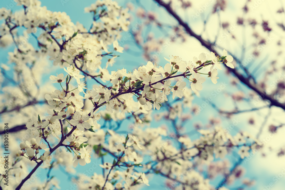 Blossoming of cherry flowers in spring time against blue sky, natural seasonal background Blossoming of cherry flowers in spring time against blue sky, natural seasonal background