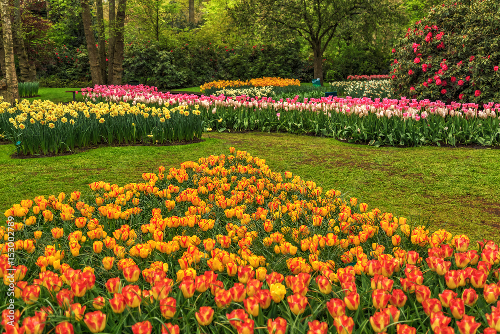 Blooming flowers in Keukenhof park Blooming flowers in Keukenhof park