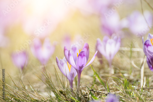 Beautiful violet crocuses flower growing on the dry grass, the first sign of spring. Seasonal easter sunny natural background.