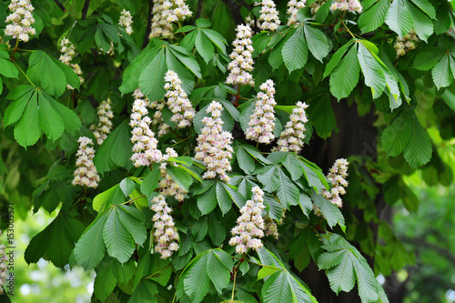 Chestnut flowers on tree branches - Aesculus hippocastanum