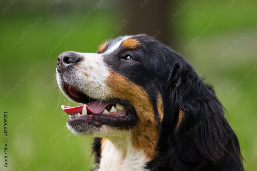 portrait Bernese Mountain Dog looks outdoors, on green grass