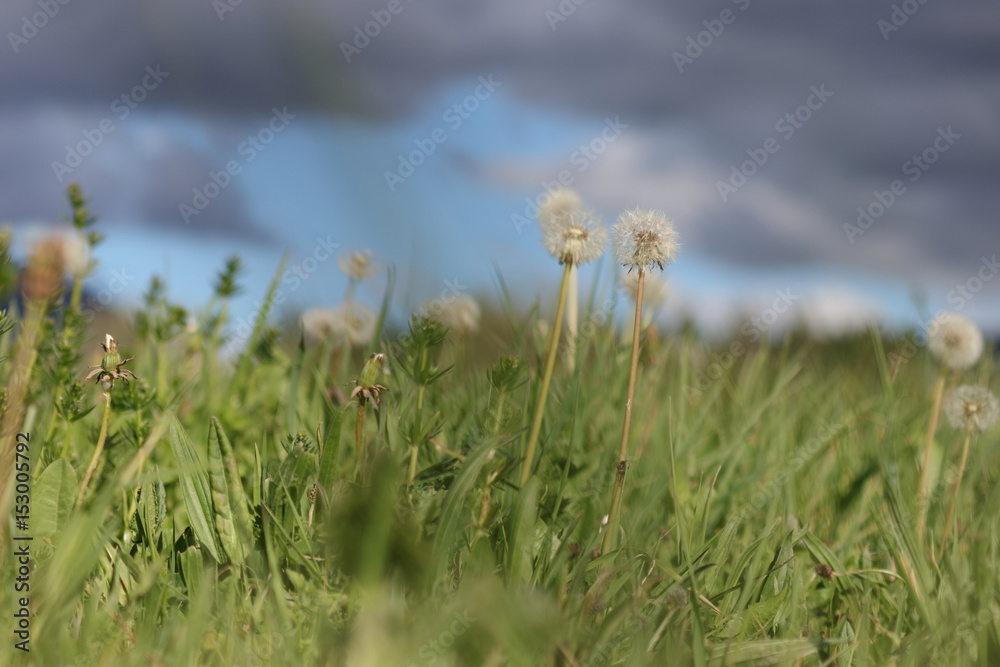 Prairie au printemps et pissenlits dans les Pyrénées audoises, Occitanie dans le sud de la France