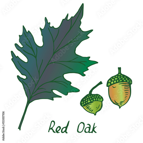 Red Oak (Erythrobalanus) Leaf and acorn, hand drawn doodle, sketch in pop art style, vector color  illustration