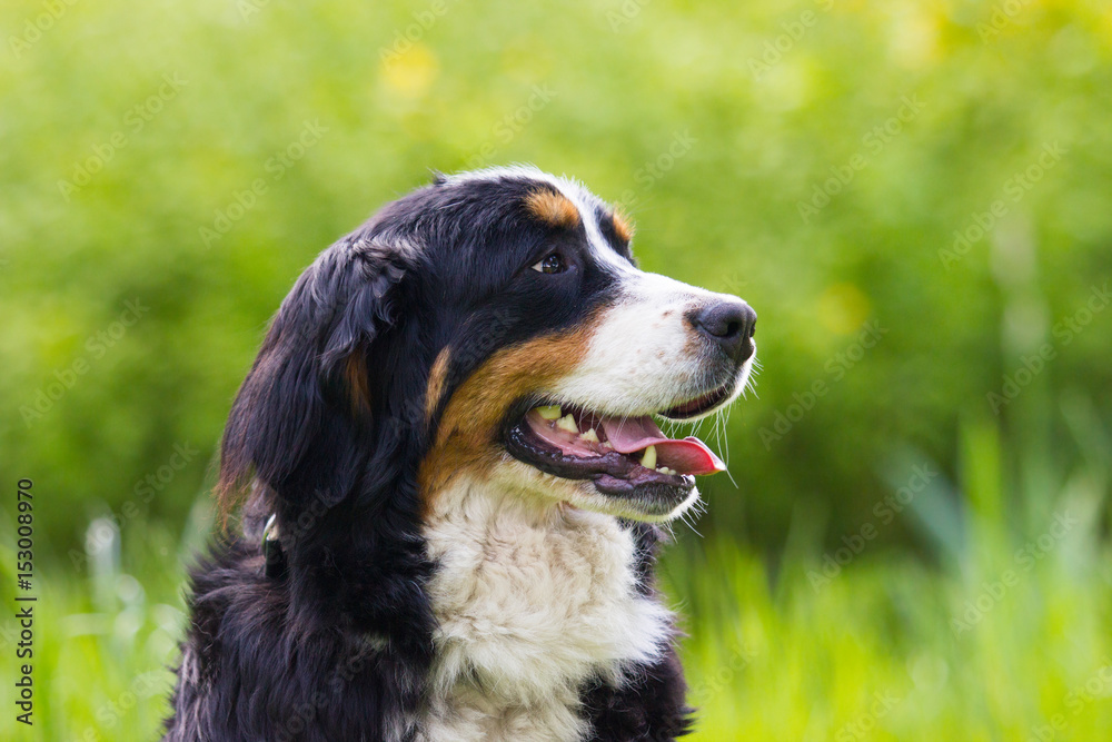 portrait Bernese Mountain Dog looks outdoors, on green grass portrait Bernese Mountain Dog looks outdoors, on green grass