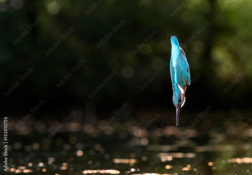 Common kingfisher diving into water.