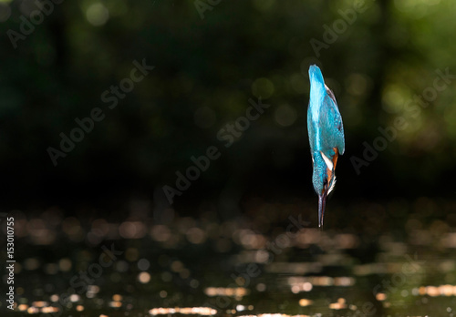 Obraz na płótnie Common kingfisher diving into water.
