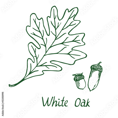White Oak (Lepidobalanus or Leucobalanus) Leaf and acorn, hand drawn doodle, sketch in pop art style, vector illustration