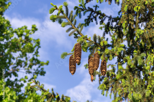 pine cones