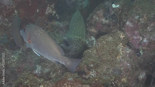 Oman, diving the Arabian sea, Angelfish and Morray eel photo