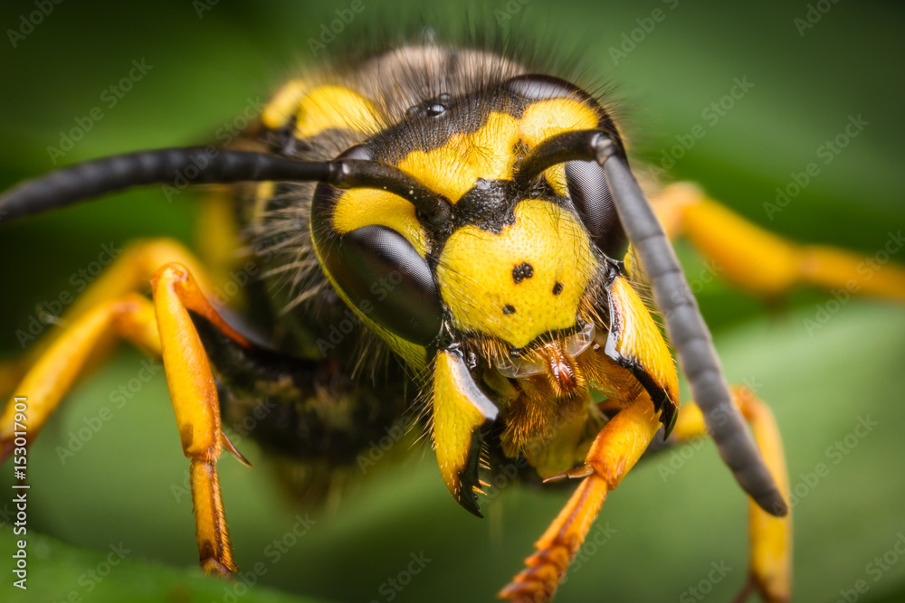 Wasp macro portrait
