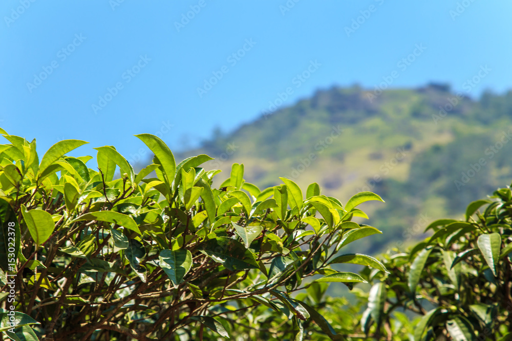 Tea plantations in Munnar, Kerala, India. Tea plantations in Munnar, Kerala, India.