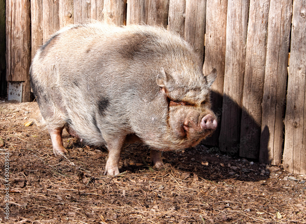 Big fat hairy pig standing by the wooden wall Big fat hairy pig standing by the wooden wall