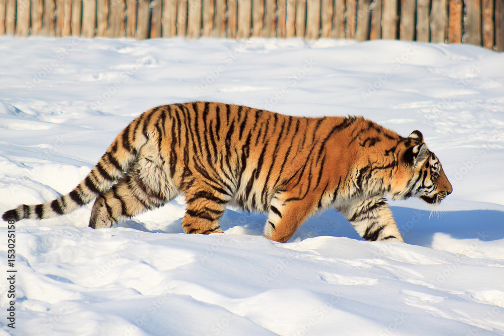 Obraz premium Wild siberian tiger on a morning walk.