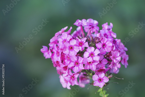 Purple Phlox flower