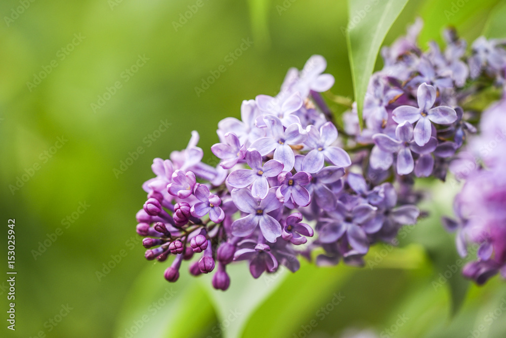 Blooming lilac flowers in garden, spring time. Blooming lilac flowers in garden, spring time.