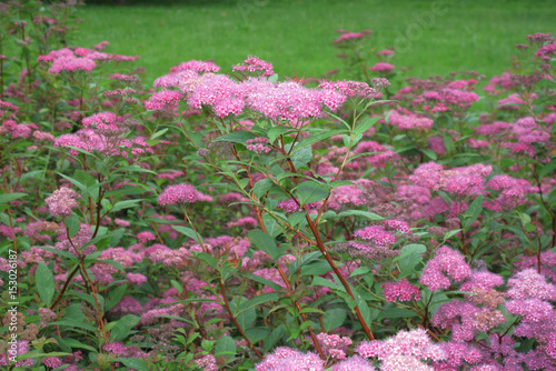 Spiraea bumalda photo