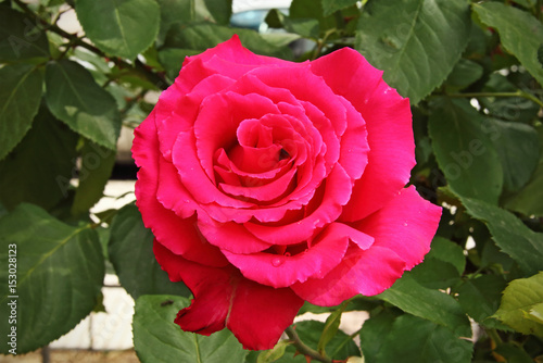 Pink rose in the garden