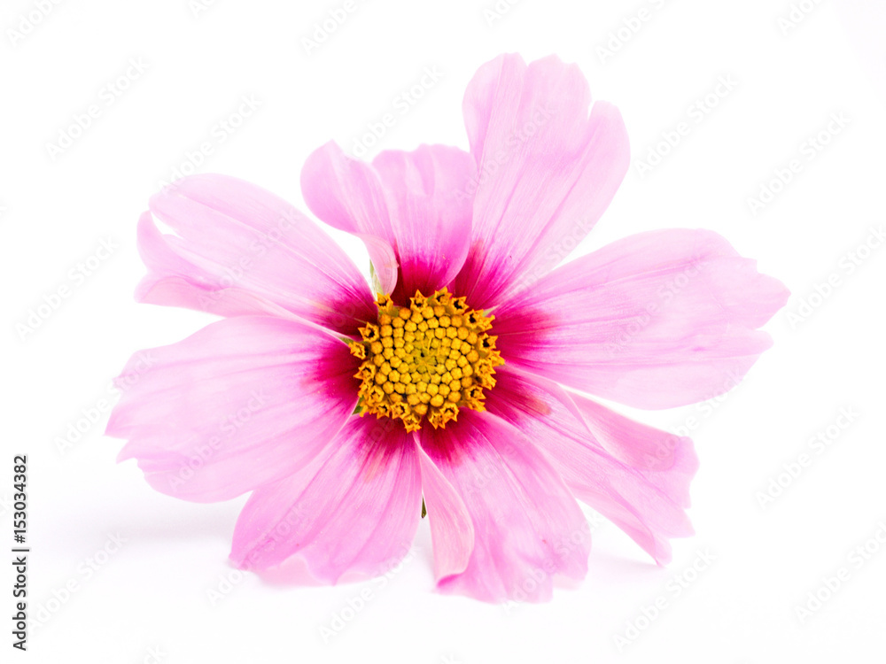 Cosmos flower on a white background