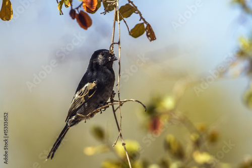 Photos Southern black Tit in Kruger National park, South Africa