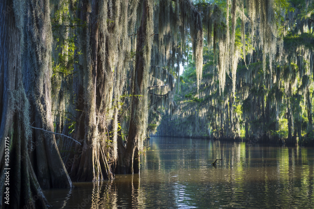 Fototapeta premium Misty morning swamp bayou scene of the American South featuring bald cypress trees and Spanish moss in Caddo Lake, Texas