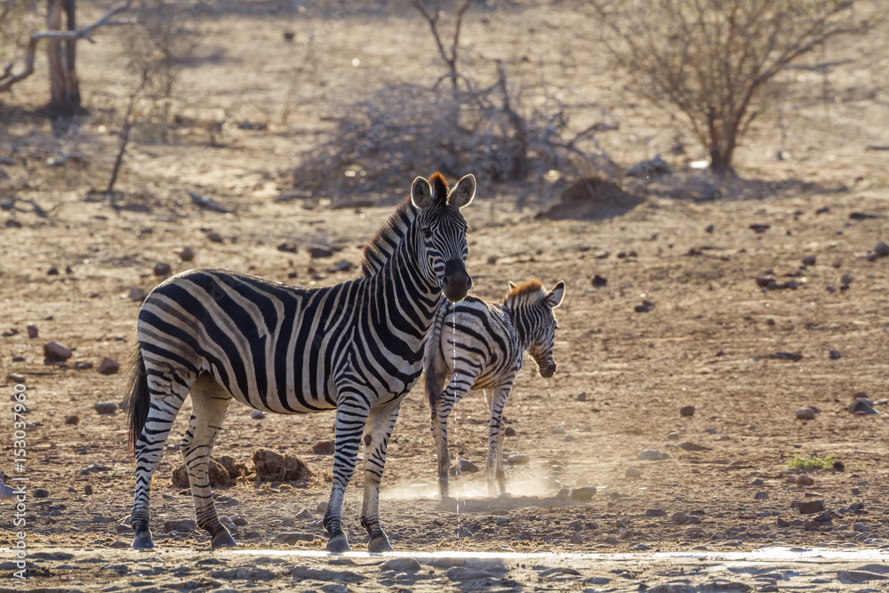 Obraz premium Plains zebra in Kruger National park, South Africa