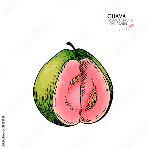 Vector hand drawn set of exotic fruits. Isolated guava. Engraved colored art. Delicicous tropical vegetarian objects.