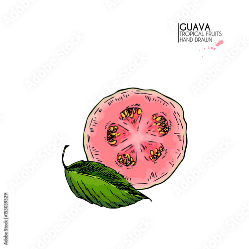 Vector hand drawn set of exotic fruits. Isolated guava. Engraved colored art. Delicicous tropical vegetarian objects.