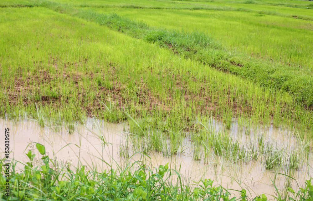 Cornfield in thailand Cornfield in thailand