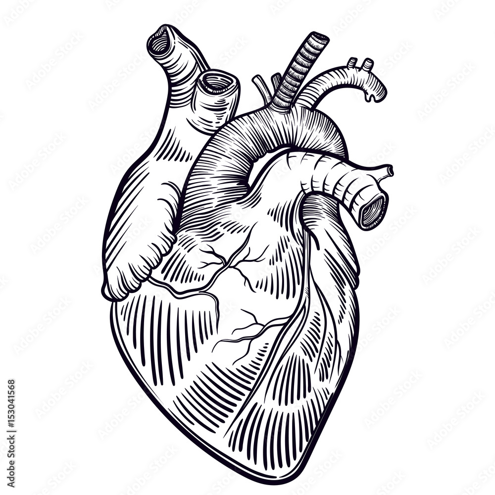 Human Heart Vector Art