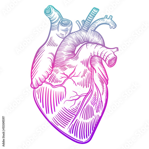 Vector art with a human heart. A healthy human heart. Vintage illustration with a linear heart.