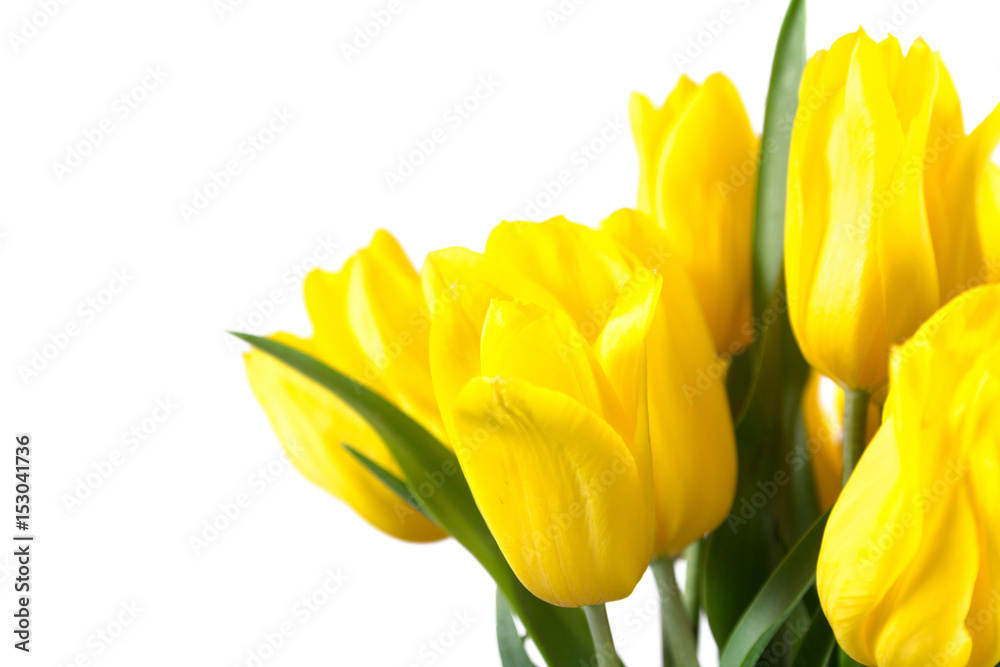 Bouquet of yellow tulips on white background Bouquet of yellow tulips on white background
