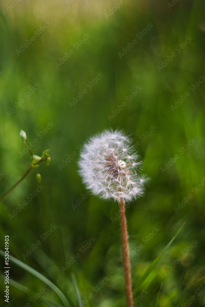 Dandelion seeds in the morning sunlight across a fresh green background Dandelion seeds in the morning sunlight across a fresh green background