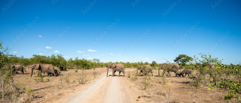 Naklejka premium Elefanten-Familie beim Überqueren des Strasse im Krüger Nationalpark