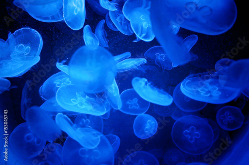 jellyfish © Oleksandr Moroz