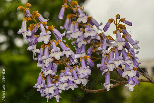 Blauglockenbaum photo