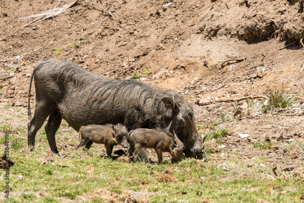 Fototapeta premium Warzenschwein-Familie im Krüger Nationalpark