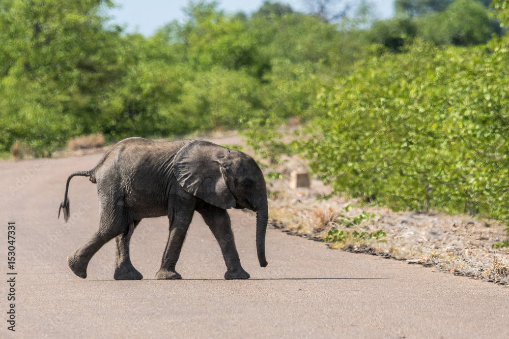 Fototapeta premium Junger Elefant beim Überqueren der Strasse