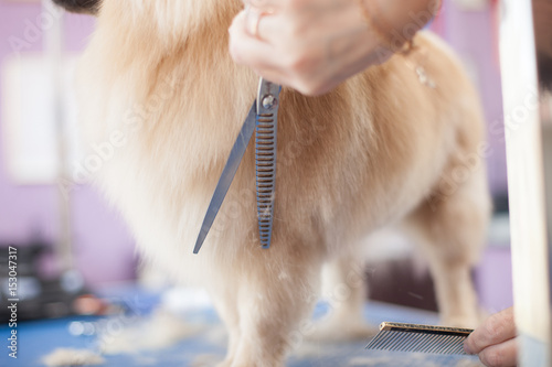 Dog Pomeranian haircut women master grooming dogs in a salon