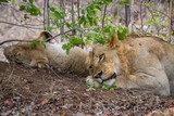 Zwei Löwen im Krüger Nationalpark