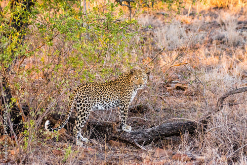 Leopard auf Safari im Krüger Nationalpark