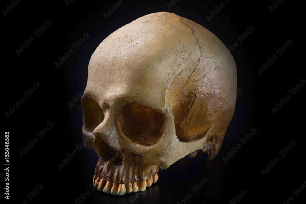Obraz premium Skull in black background image close up